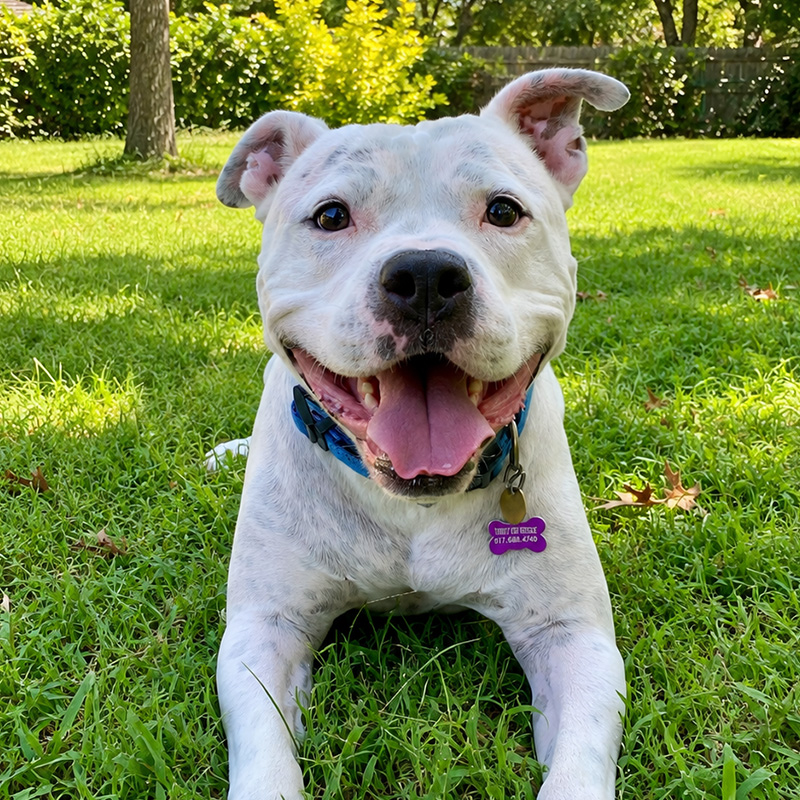 Dog Photography
