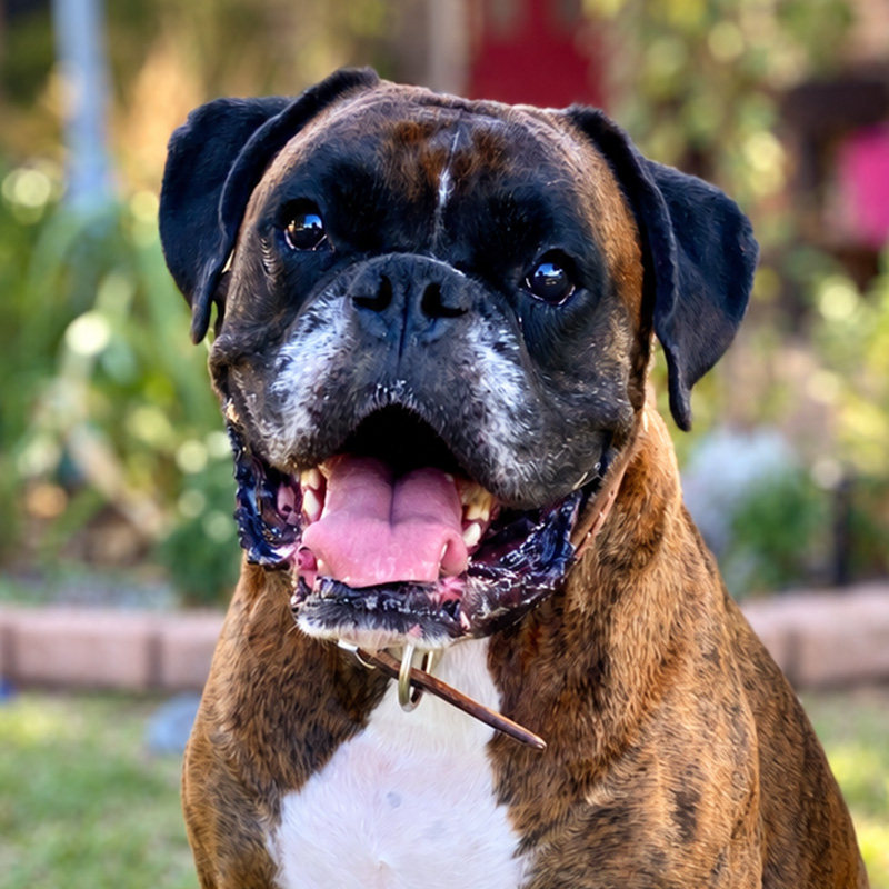 Dog Photography